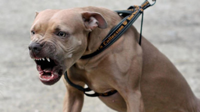 Pitbull gezdirme kavgası kanlı bitti. Bekçi silahını ateşledi