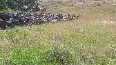 Türkiye'de bir ilk: Komut dinleyen keçiler. İleri marş geriye dön