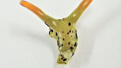 Kafasını koparıyor yeni vücuda bürünüyor. Japon bilim insanları şaştı kaldı. Bütün organlarını geride bırakıyor