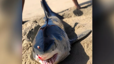 İnanılmaz olay köpek balığını sokarak öldürdü