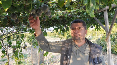 Dekarda 150 bin TL kazandıran meyve. Herkes bunu ekiyor