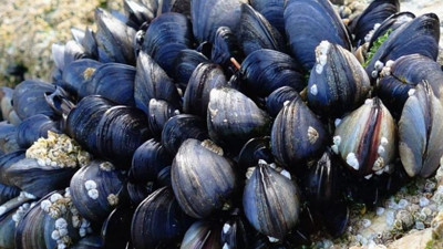 Sokak lezzetindeki büyük tehlike. Eli titreyen koşarak hastaneye gitsin