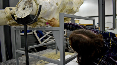 Fillerin atası Kayseri'de bulundu. Literatüre girecek. Tam 7.5 milyon yıllık