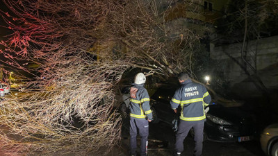 Fırtına ağaçları kökünden söktü