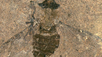 Midesinin dolup taştığı ortaya çıktı. 47 milyon yıldır aynı yerde