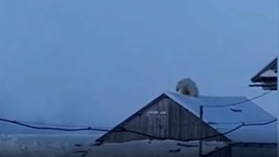Kutup ayısını görünce neye uğradığını şaşırdı. Çatıdaki sesleri duyup dışarı çıktı