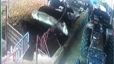 Isparta'da şap aşısına direnen hayvanlar ahırda isyan çıkardı. Ahırın demirini söktüler