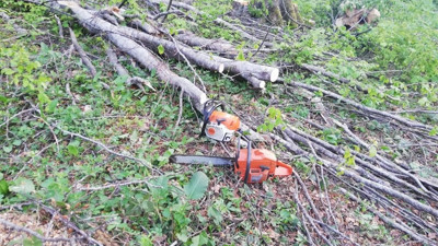 Arkadaşının kestiği dal canından etti