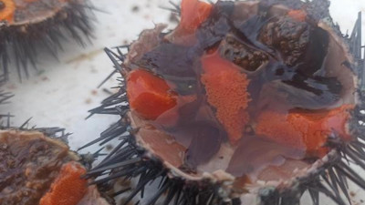 Vücuda E vitamini yüklüyor hücreleri baştan sona yeniliyor. Her gün 1 tane yemek yeterli