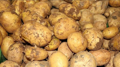 Rusya, patates ithalatını askıya aldı
