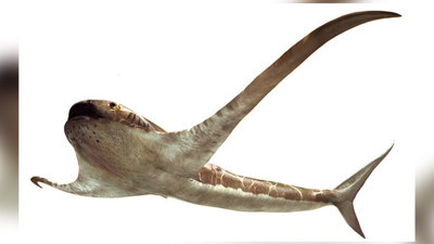 Paleontologlar kemiklerini görünce hemen ayrıntılı incelemeye aldı. Daha önce hiç görülmemiş