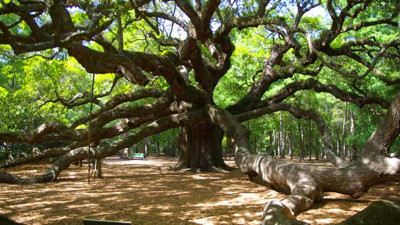 Bilim insanları meşe ağaçları üzerinde çalıştı. Son iki bin yılın en kurak dönemi