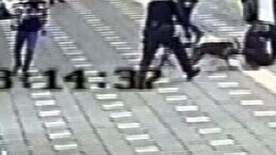 Polise saldırtılan Pitbull, polisin ayağını böyle parçaladı. Bu kaçıncı vaka. Hani beslenmesi yasaktı