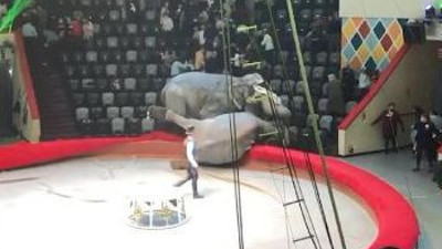 Rusya'da filler tepişince seyirciler eziliyordu. O ünlü söz gerçek oluyordu