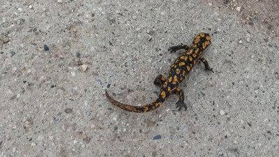 Benekli Anadolu Semenderi Batman'da ortaya çıktı