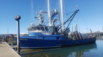 Balıkçıların ağına takıldı. Avını çenesiyle ezerek öldürüyor