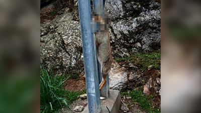 Tilkiyi vurup elektrik direğine astılar