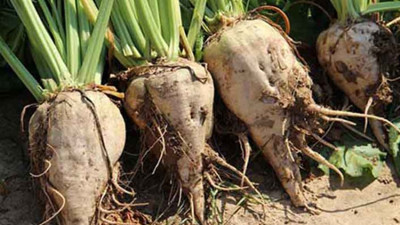 Fabrikaları satılan şeker pancarı biri ağır 6 hastalığa iyi geliyor. Kanseri önlüyormuş. Amerika’nın isteğiyle kota getirilmişti