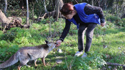 Aç kalan tilkiyi elleriyle besledi (25 Mart 2021)