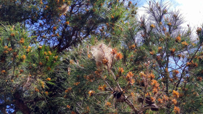 İzmir'de ortaya çıktı büyük tehlike saçıyor. Temas ettiği vücut birden kabarıyor