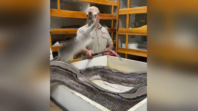 ABD'de yumurtaları alınan yılan aniden saldırdı. Hatası arkasını dönmek oldu