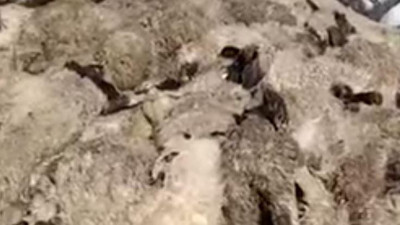 80 tane kuzu aynı anda yan yana öldü. Köylüler hüngür hüngür ağladı