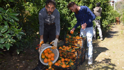 Yaz portakalı hasadı Antalya'da başladı
