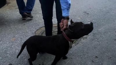 Katil köpeğini gezdirince 10 bin lira ceza yedi