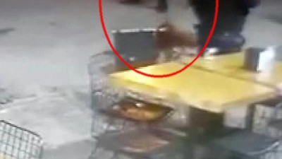 Başıboş Pitbull tek hamlede düşürdü dehşeti yaşattı. Yeter artık birileri durdursun bu katil köpekleri