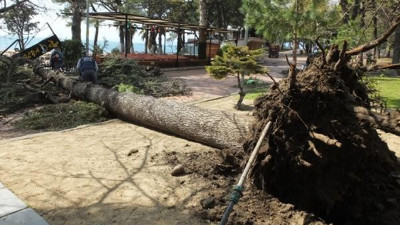 Fırtına asırlık ağacı devirdi