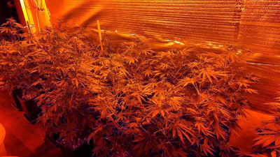 Evi uyuşturucu serasına çevirdiler