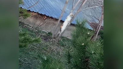 Lise bahçesinde iple asılmış kedi bulundu