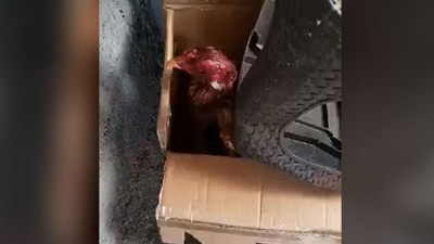 Horoz dövüştüren 27 kişiye ceza