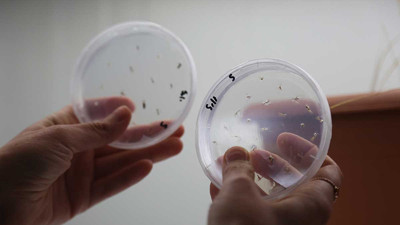 Buğdayın atası ıza laboratuvarda üretildi