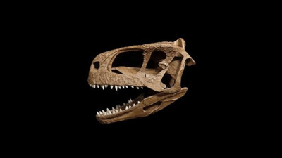 Tarihi 80 milyon yıl öncesine dayanıyor! T-Rex'e benzeyen yeni bir dinozor keşfedildi