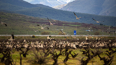 Baharın müjdecisi leylekler lebaleb kongre yaptılar