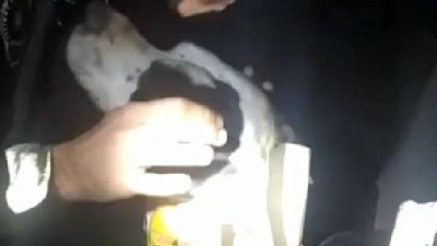 Sakarya'da köpeği eziyetten bekçiler kurtardı