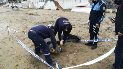 Silivri'de deniz kenarında üzen manzara. 90 kiloluk caretta caretta ölü bulundu