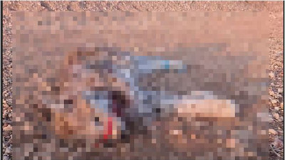 Niğde'deki vaşak ölümünde yeni gelişme