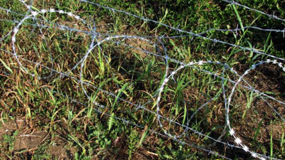 Çiftlikte panik. Vebanın bir türü daha tespit edildi