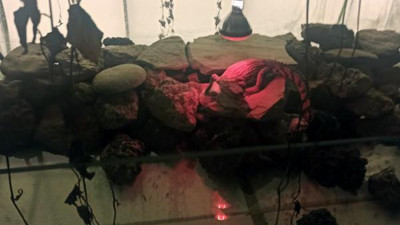 Çiftlik evinde beslenen timsaha el konuldu