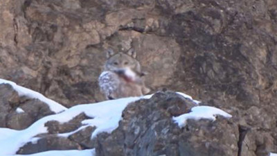 Aç kurt dağ keçisini böyle avladı