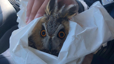 Kartal, baykuşu yaraladı