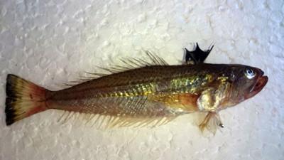 Ayakkabısız denize girmeyin. Bu bölgede oturanlar dikkat