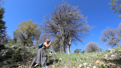 Köylü ormandan topluyor kilosunu 1000 liradan satıyor. Vücudun direncini artırıyor