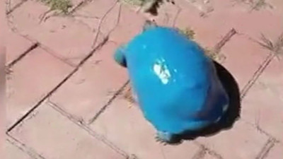 Kaplumbağayı maviye boyadılar. Bunu yapan insan nasıl bir ruh halindedir