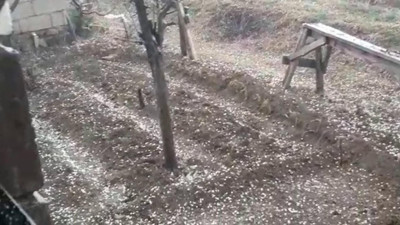 Ceviz ağacının altında oturan kadının üzerine yıldırım düştü