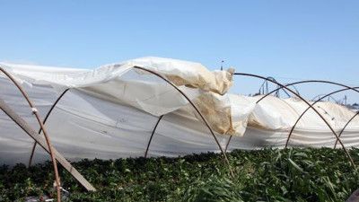 Antalya'da fırtına. 18 dönümde ürünler zarar gördü