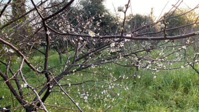 KKTC Cumhurbaşkanı Ersin Tatar Kıbrıs'tan bahar fotoğrafları paylaştı: Yapmayın sayın Cumhurbaşkanım, kıskanıyoruz