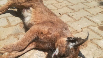 Nesli tükenme tehlikesindeydi ölü bulundu